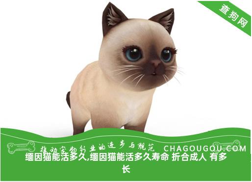 缅因猫能活多久,缅因猫能活多久寿命 折合成人 有多长